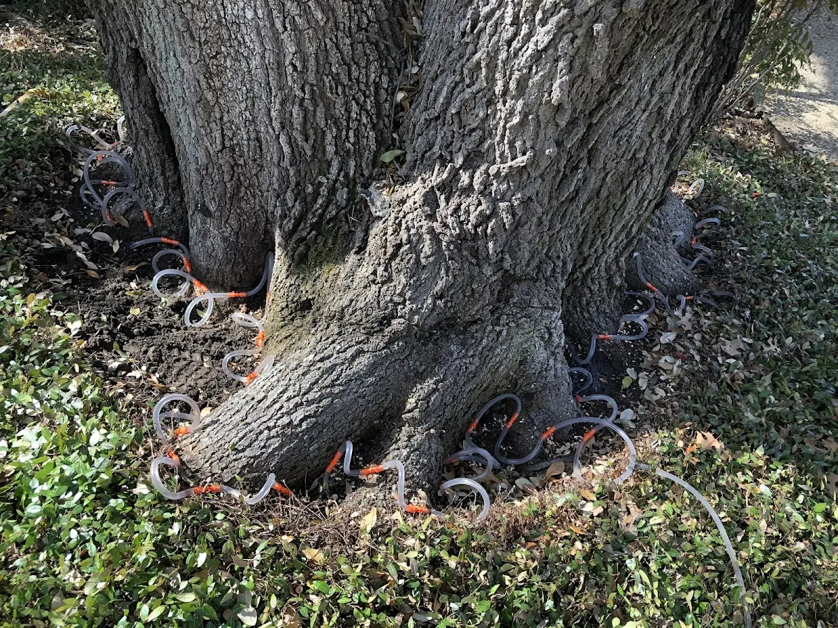 Detailed Tree Cabling and Bracing job site in Williamsburg