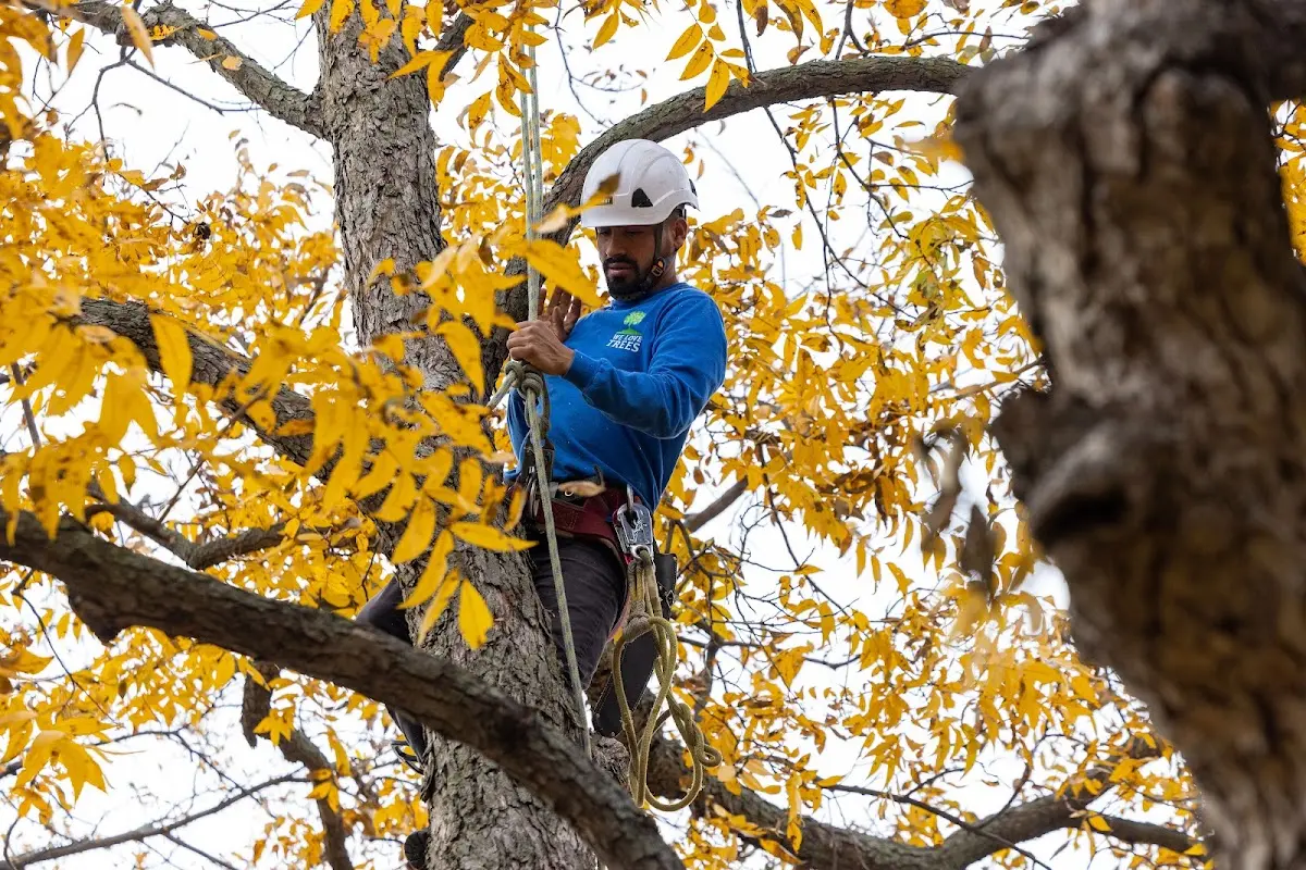Skilled Tree Planing crew working in Williamsburg